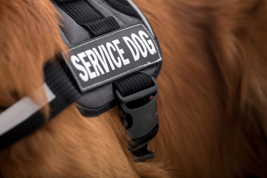 Close-up of a dog wearing a dark grey service dog vest.