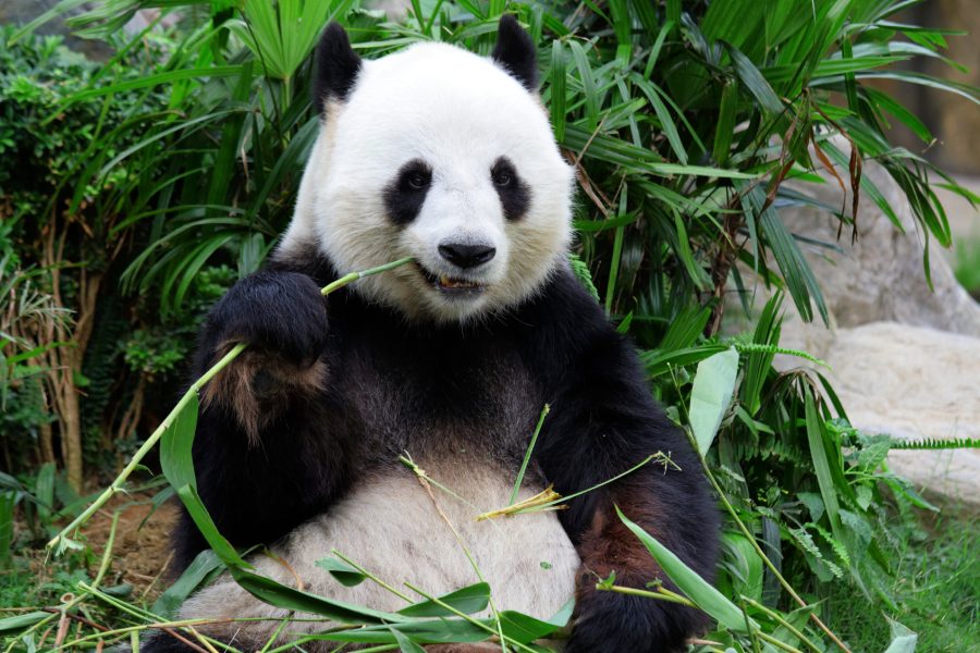 Chengdu