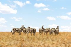 Seasonal fares to South Africa