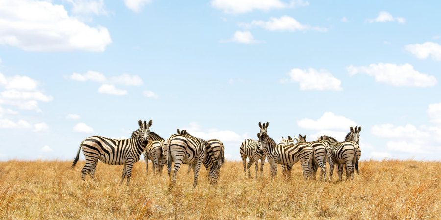 Seasonal fares to South Africa